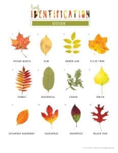 leaf identification